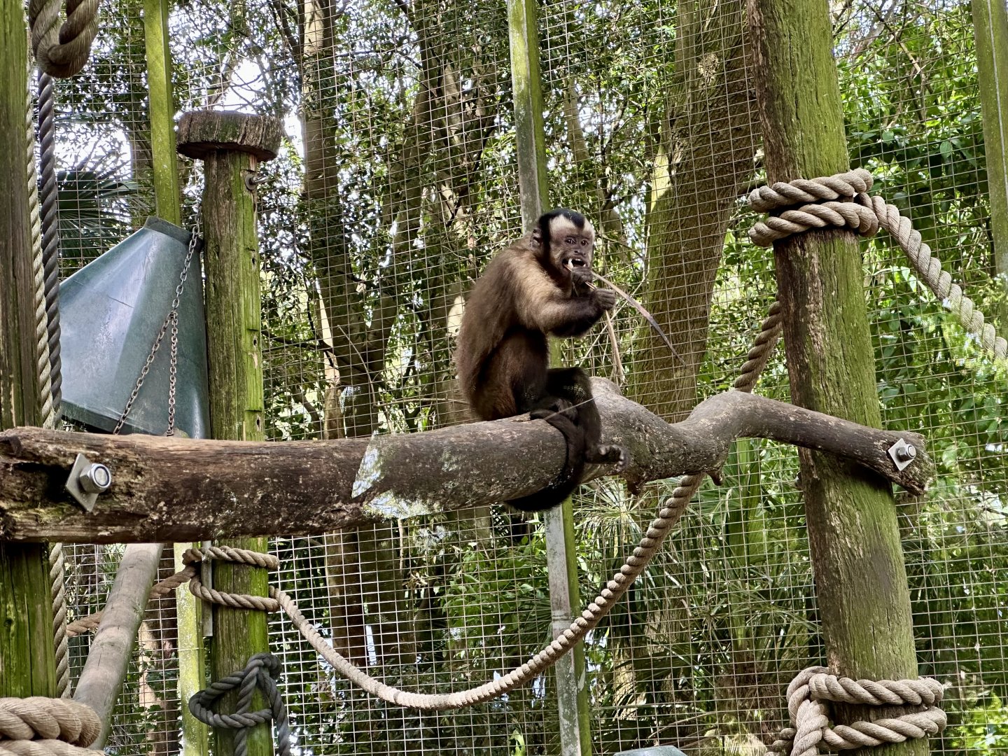 Brown capuchin (Sapajus apella)