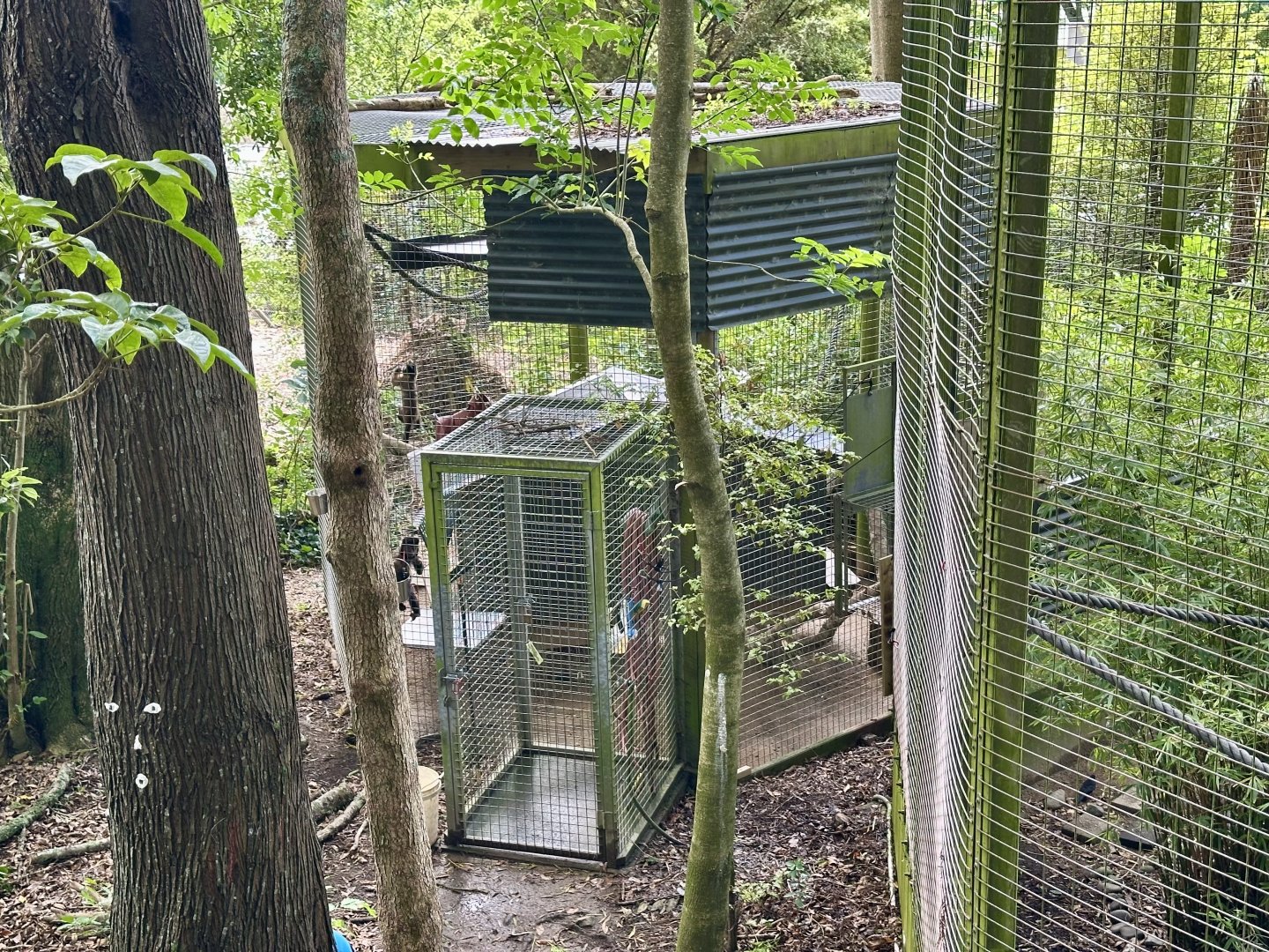 Brown Capuchin Separation Cage