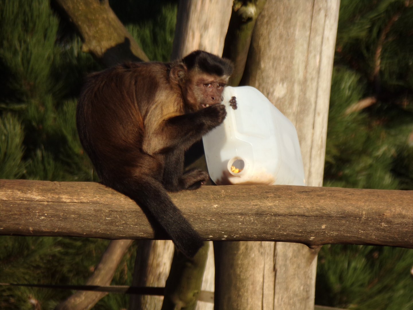Brown capuchin with enrichment 1.1.24