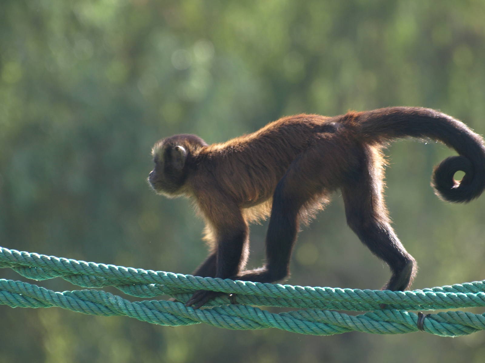 brown capuchin