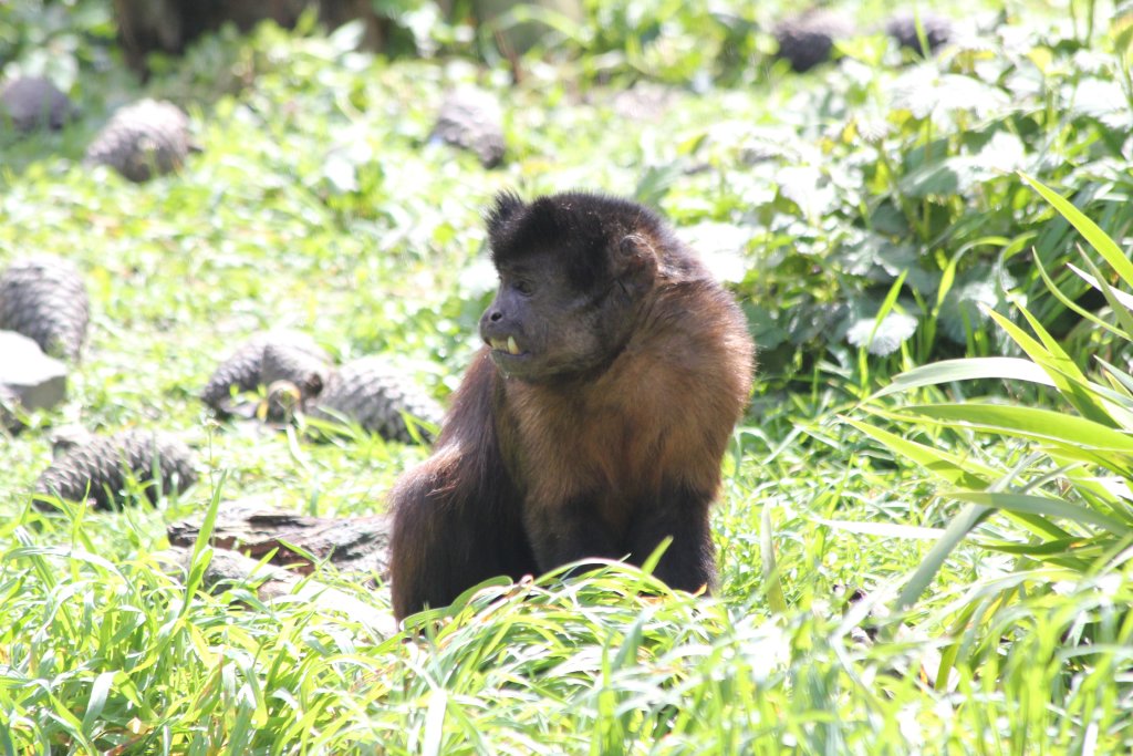 Brown Capuchin