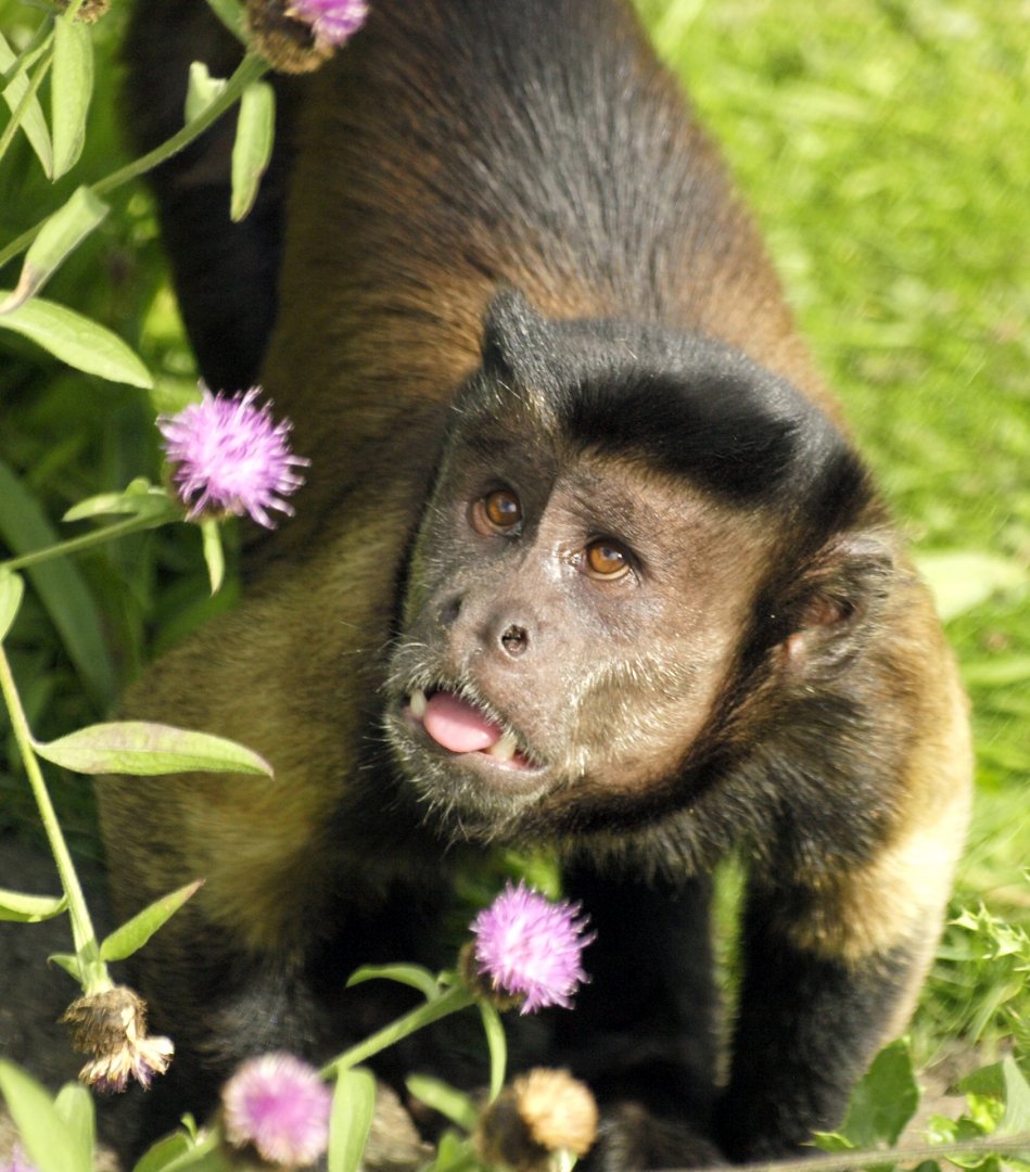 Brown capuchin