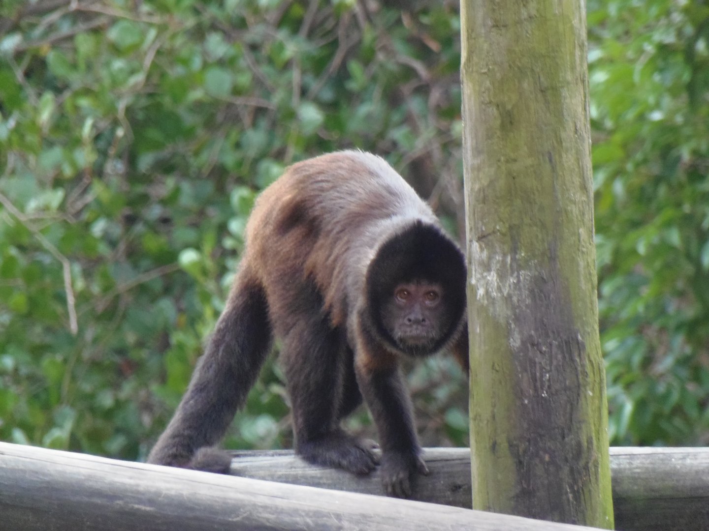 Brown Capuchin