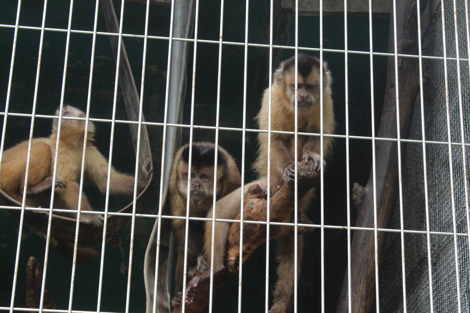 Brown capuchin