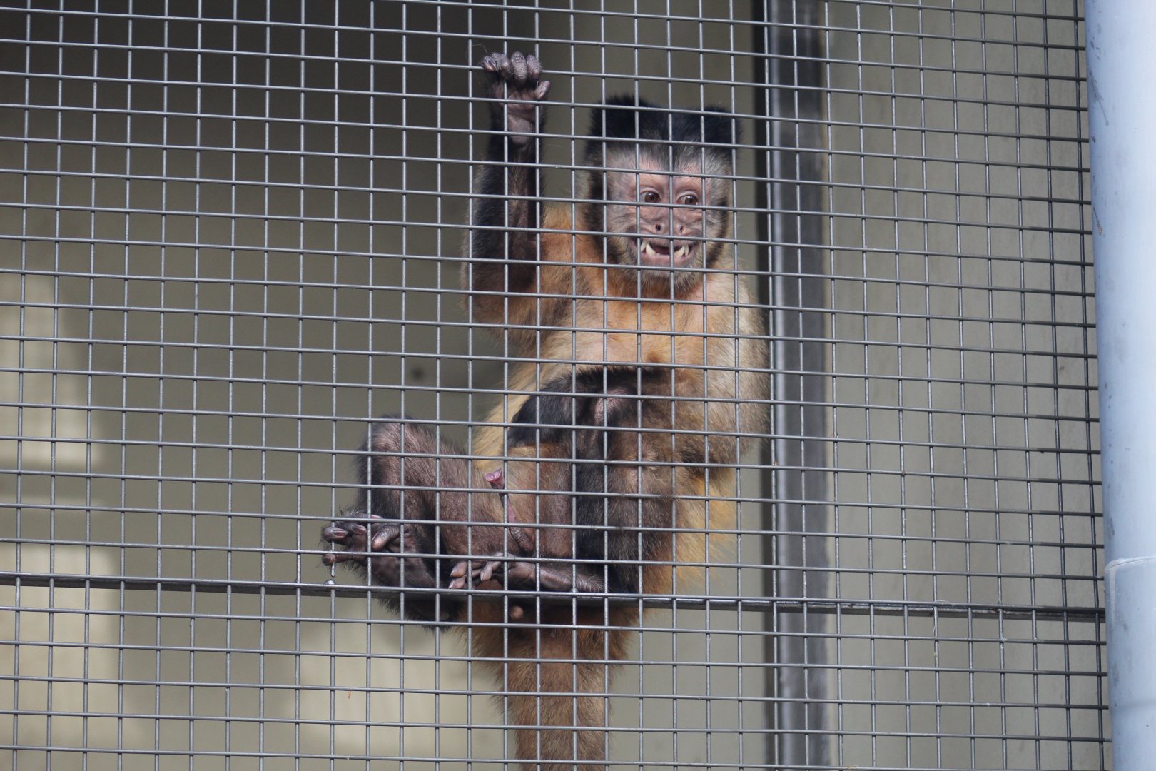 Brown Capuchin