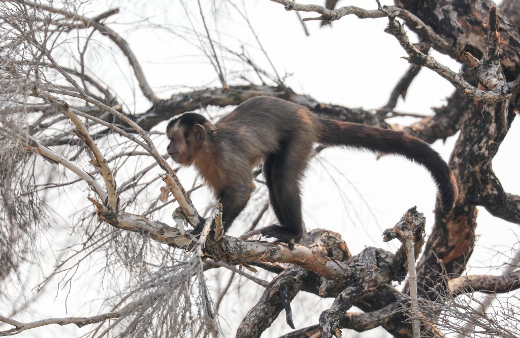 Brown Capuchin