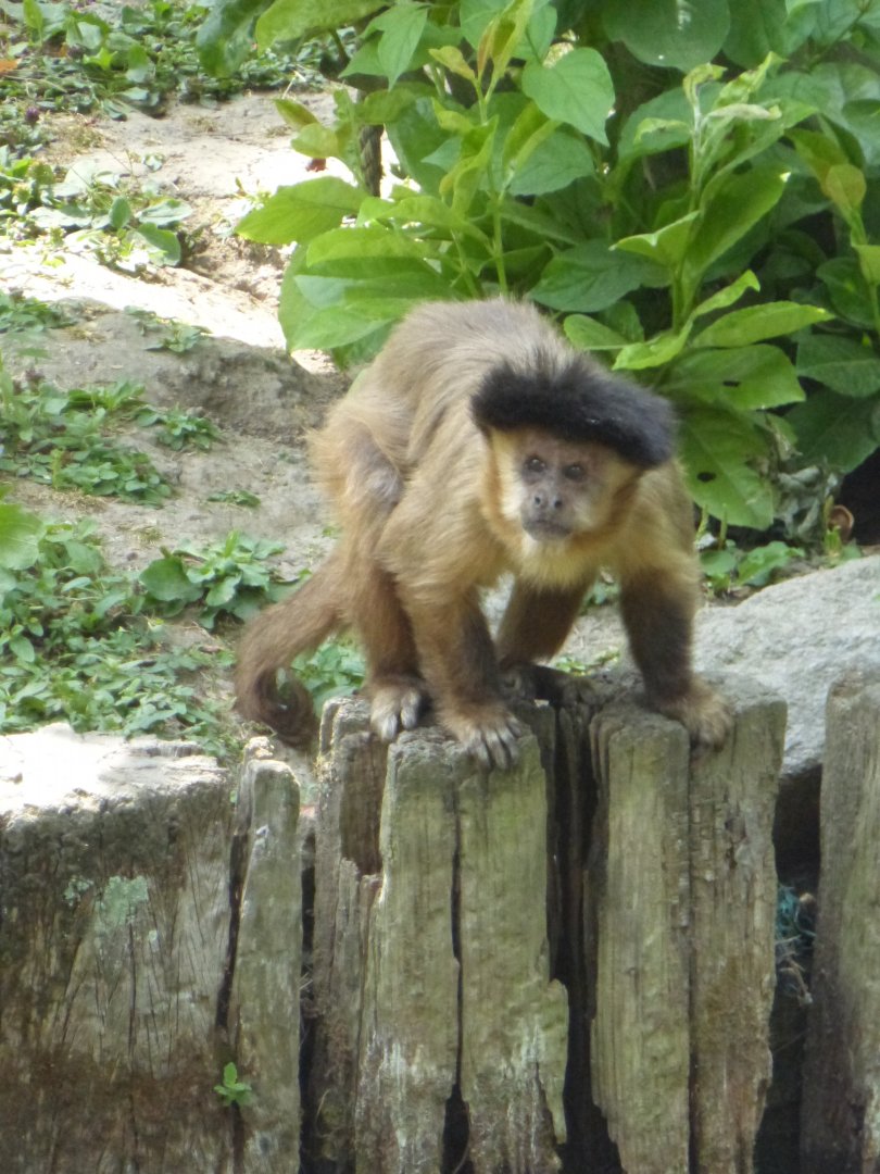 Brown capuchin