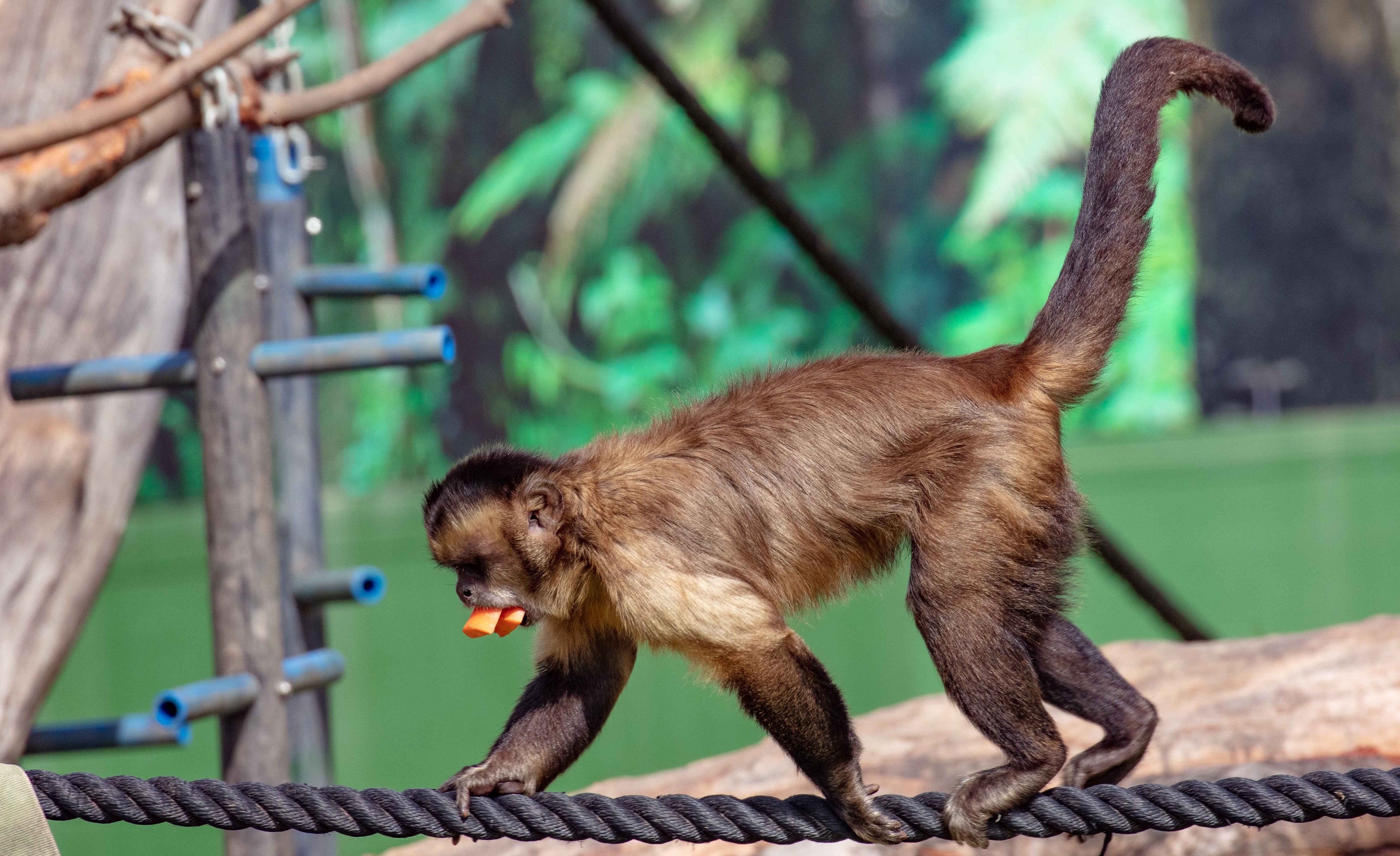 Brown Capuchin