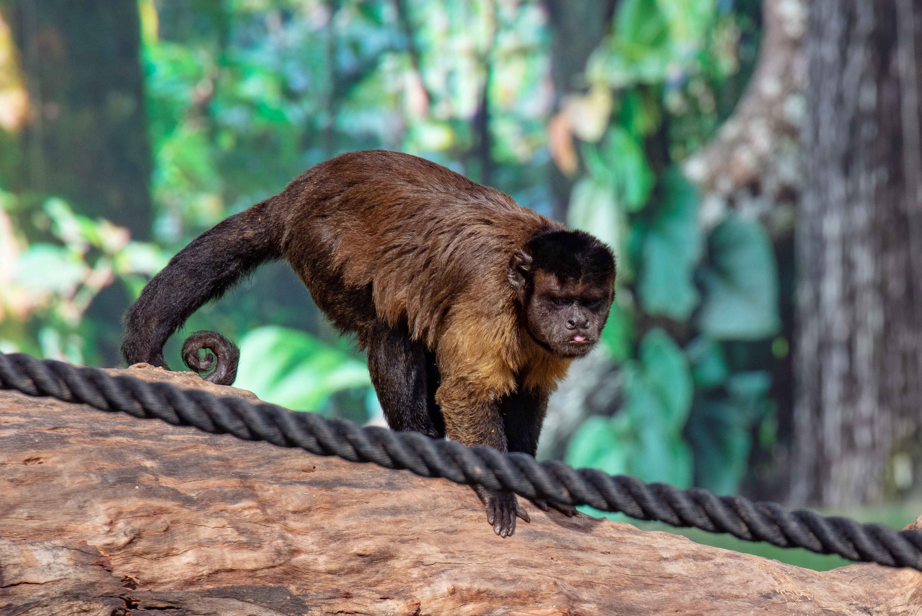 Brown Capuchin