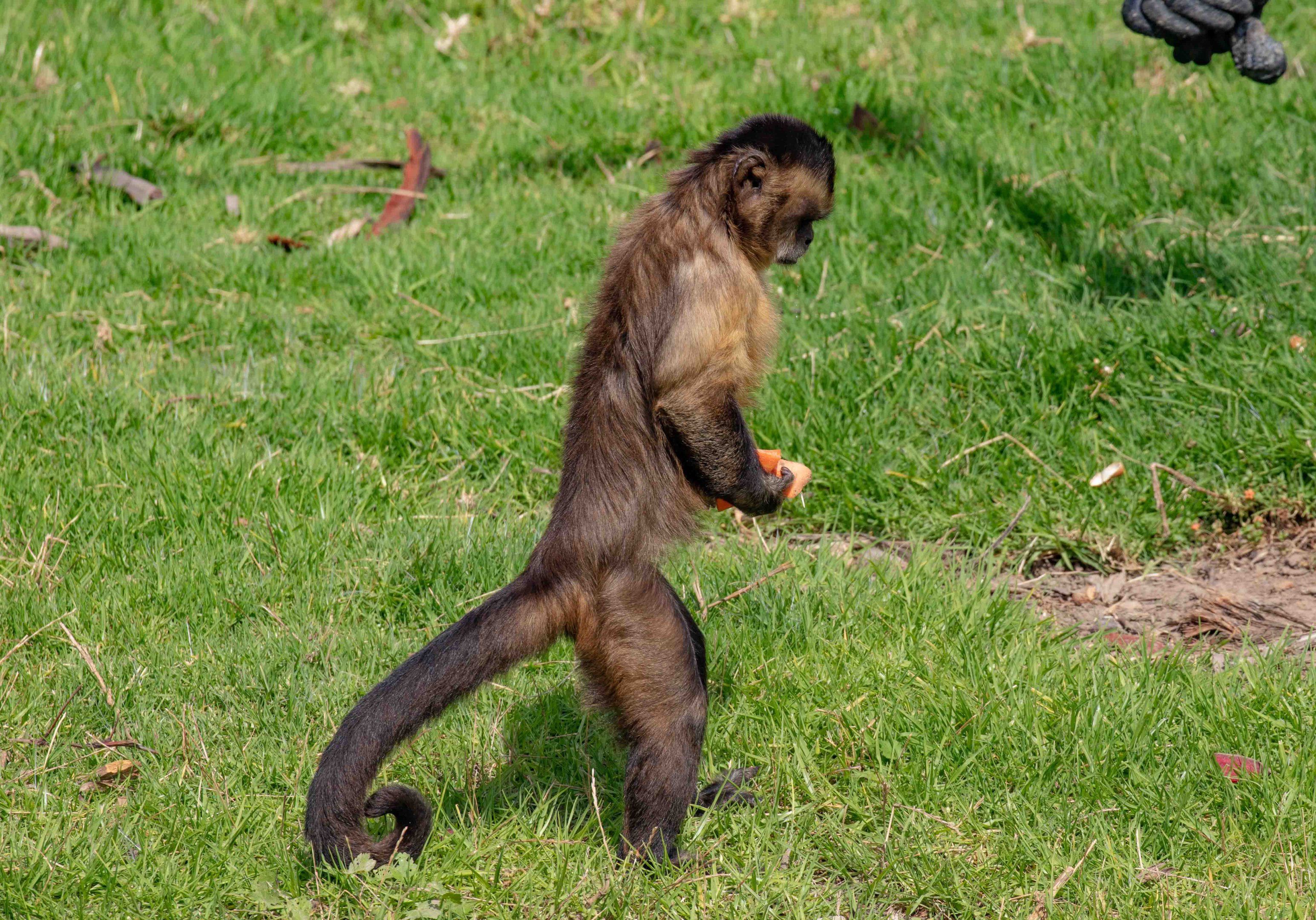Brown Capuchin