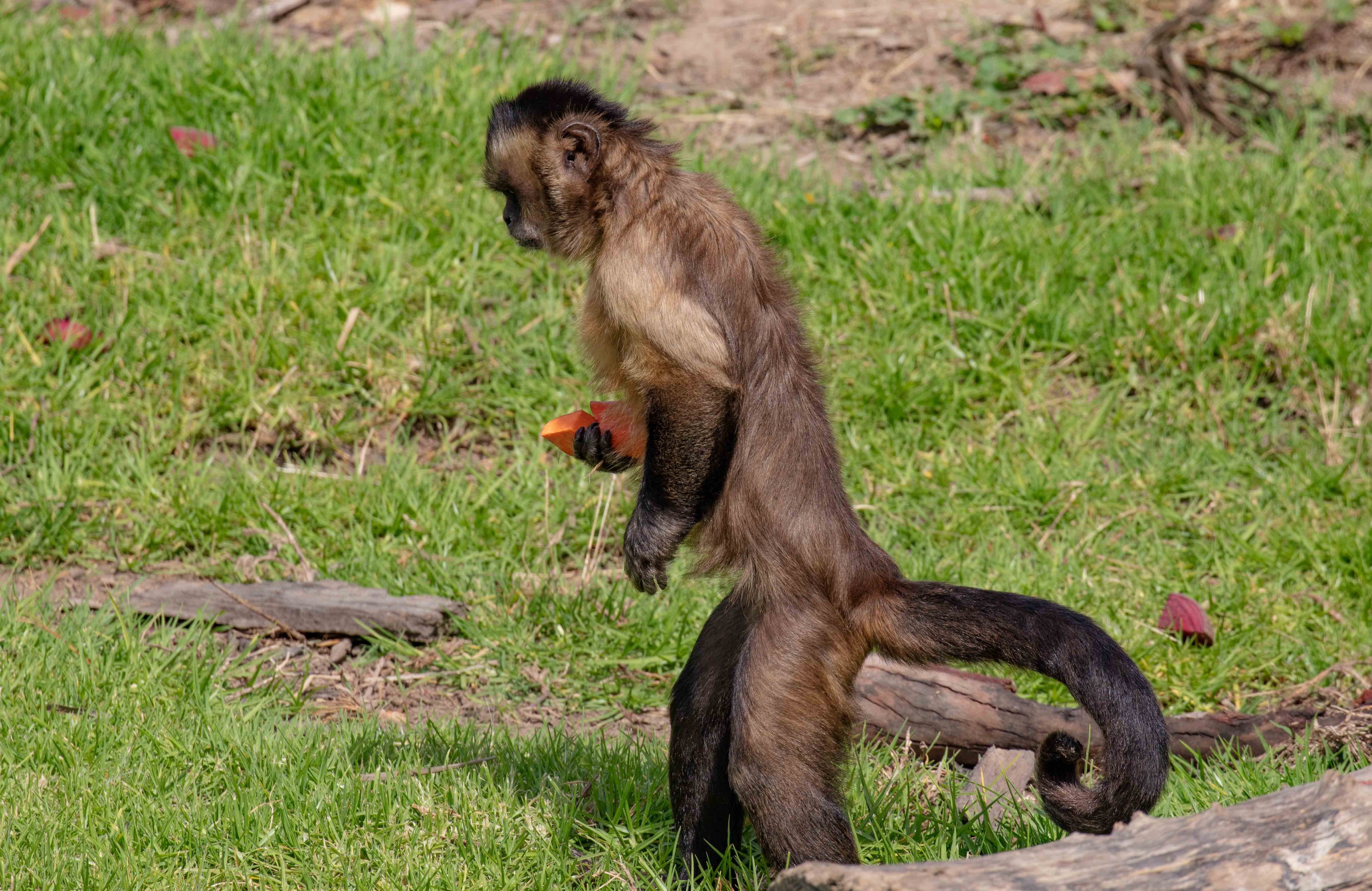 Brown Capuchin