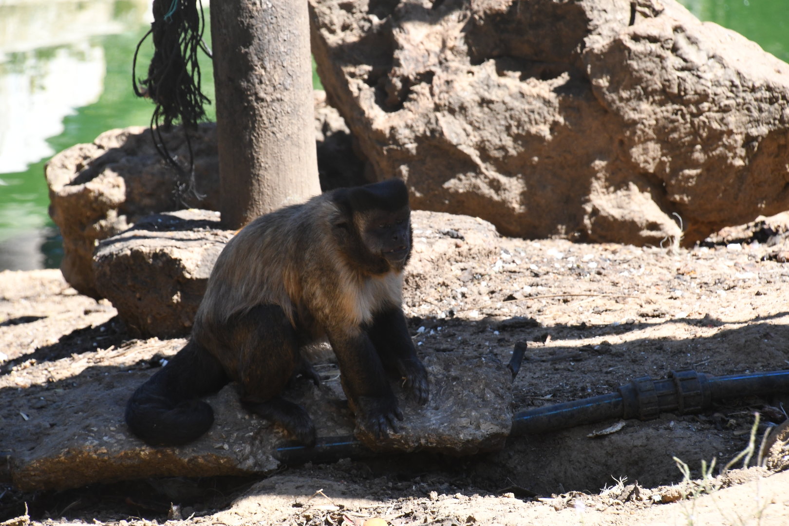 Brown Capuchin