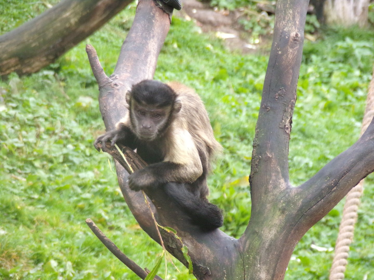Brown capuchin