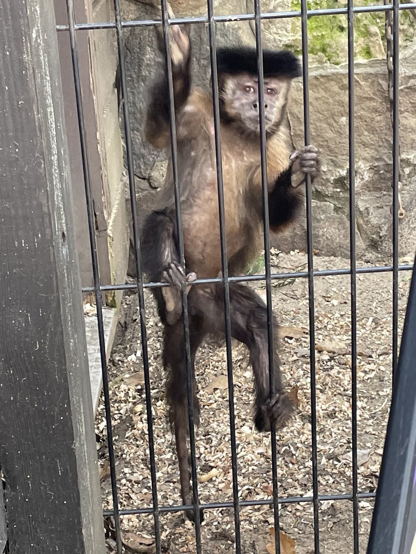 Brown Capuchin