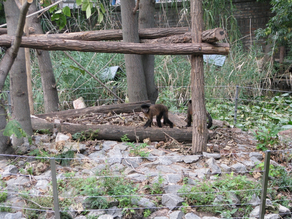 Brown capuchin