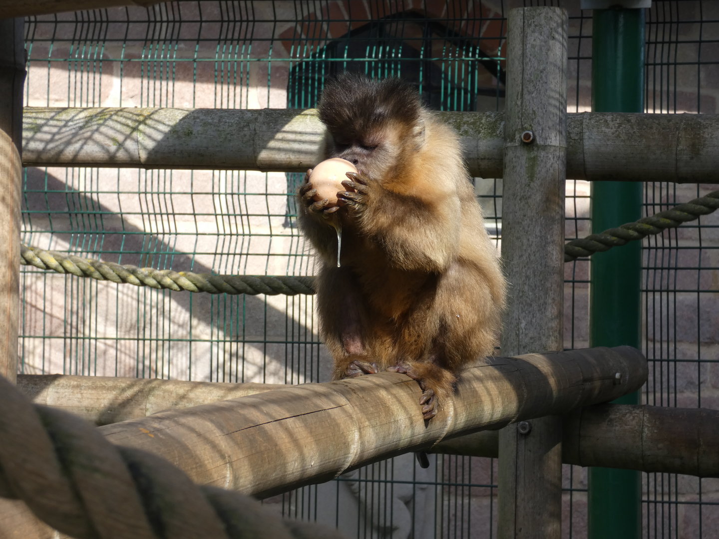 Brown capuchin