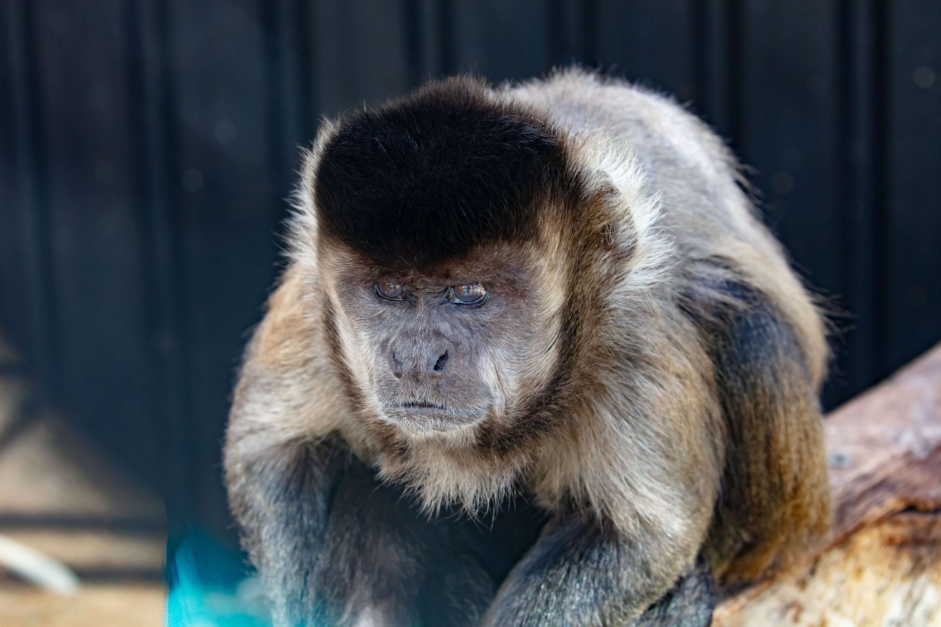 Brown Capuchin