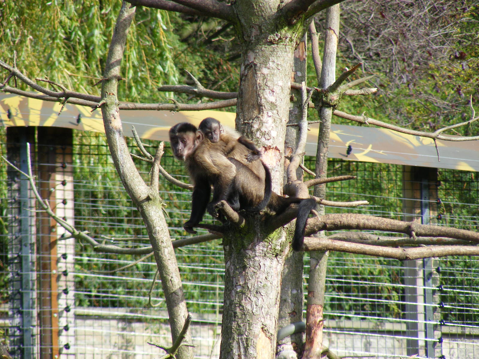 Brown capuchins at Edinburgh Zoo, 2 October 2010