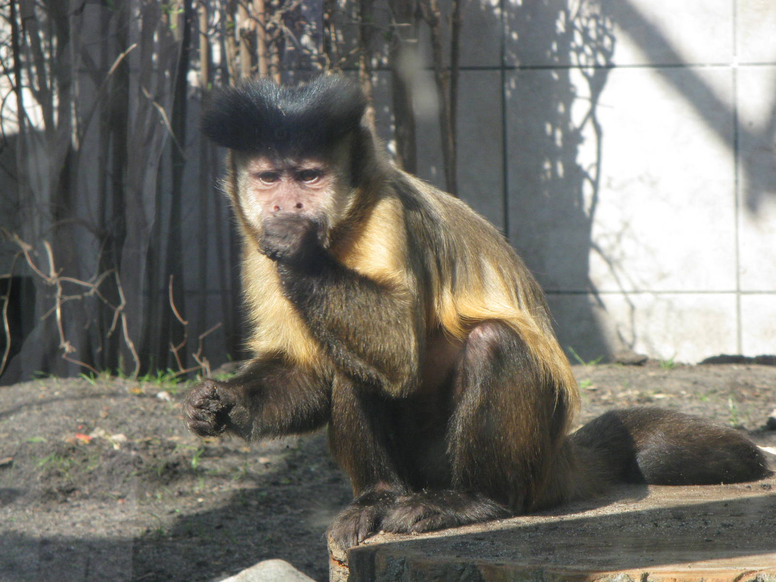 Brown capuchin's breakfast
