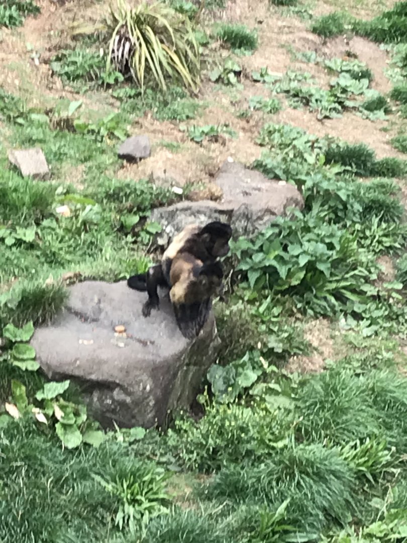 Brown capuchins doing some monkey business