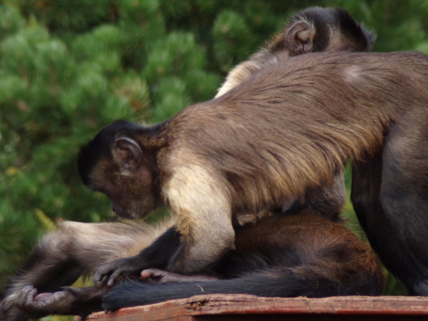 Brown capuchins grooming 18.7.25