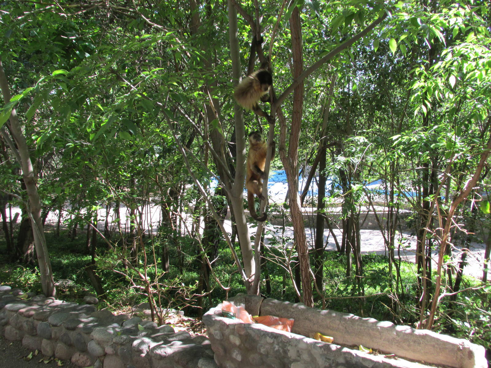 brown capuchins mendoza zoo