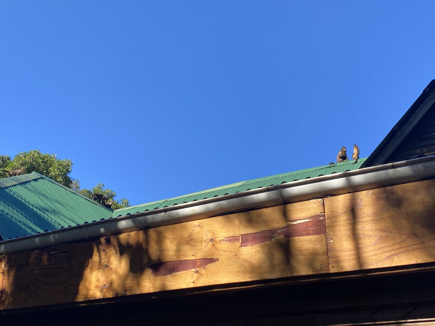 Brown capuchins on entrance roof
