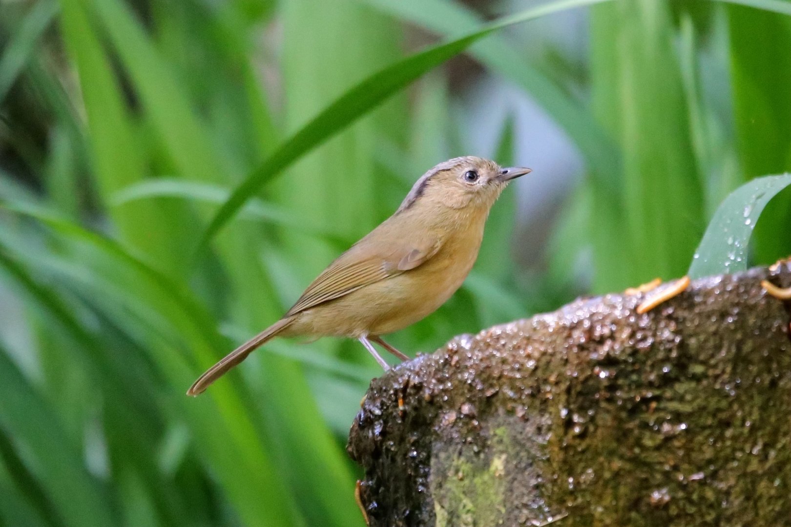 Brown-cheeked Fulvetta (Alcippe poioicephala)