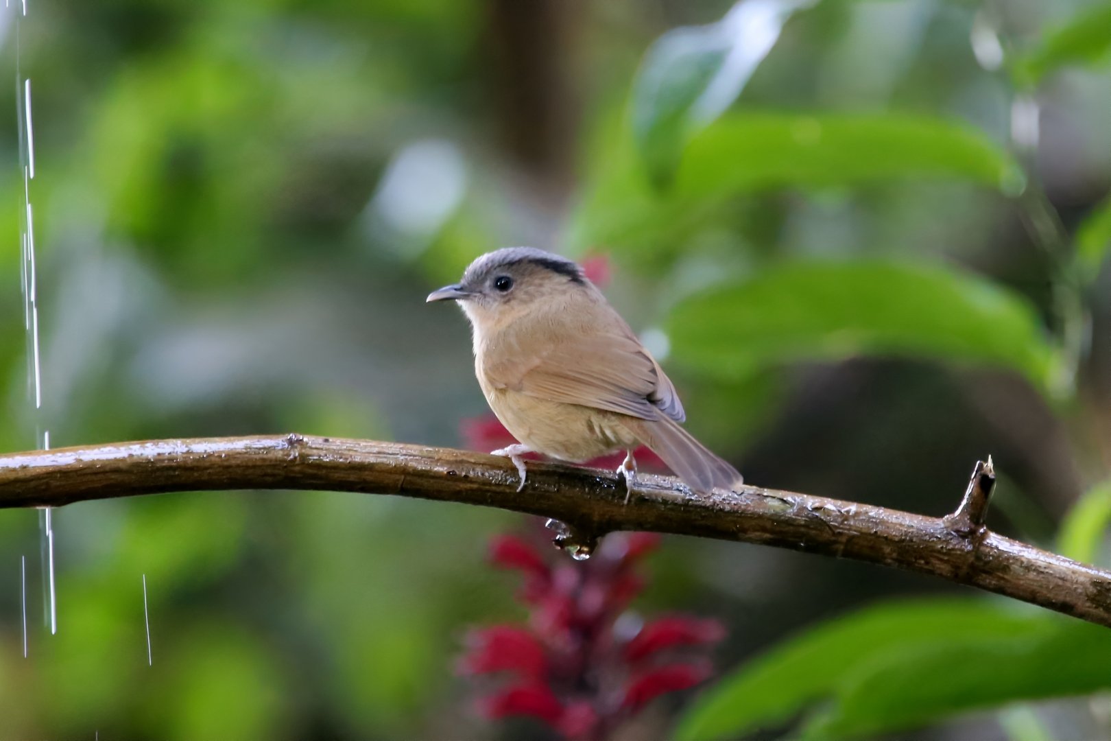 Brown-cheeked Fulvetta (Alcippe poioicephala)