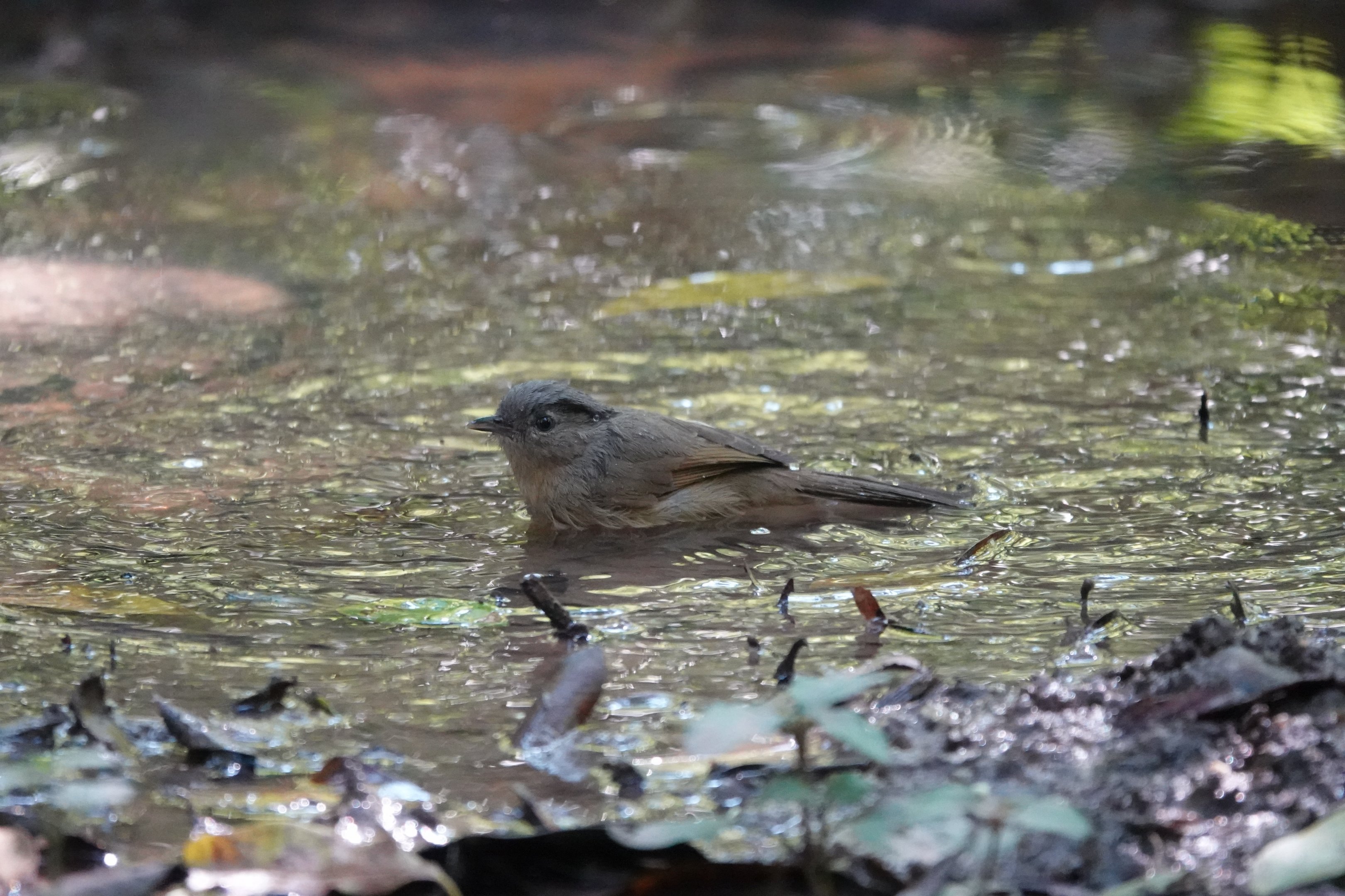 Brown-cheeked Fulvetta