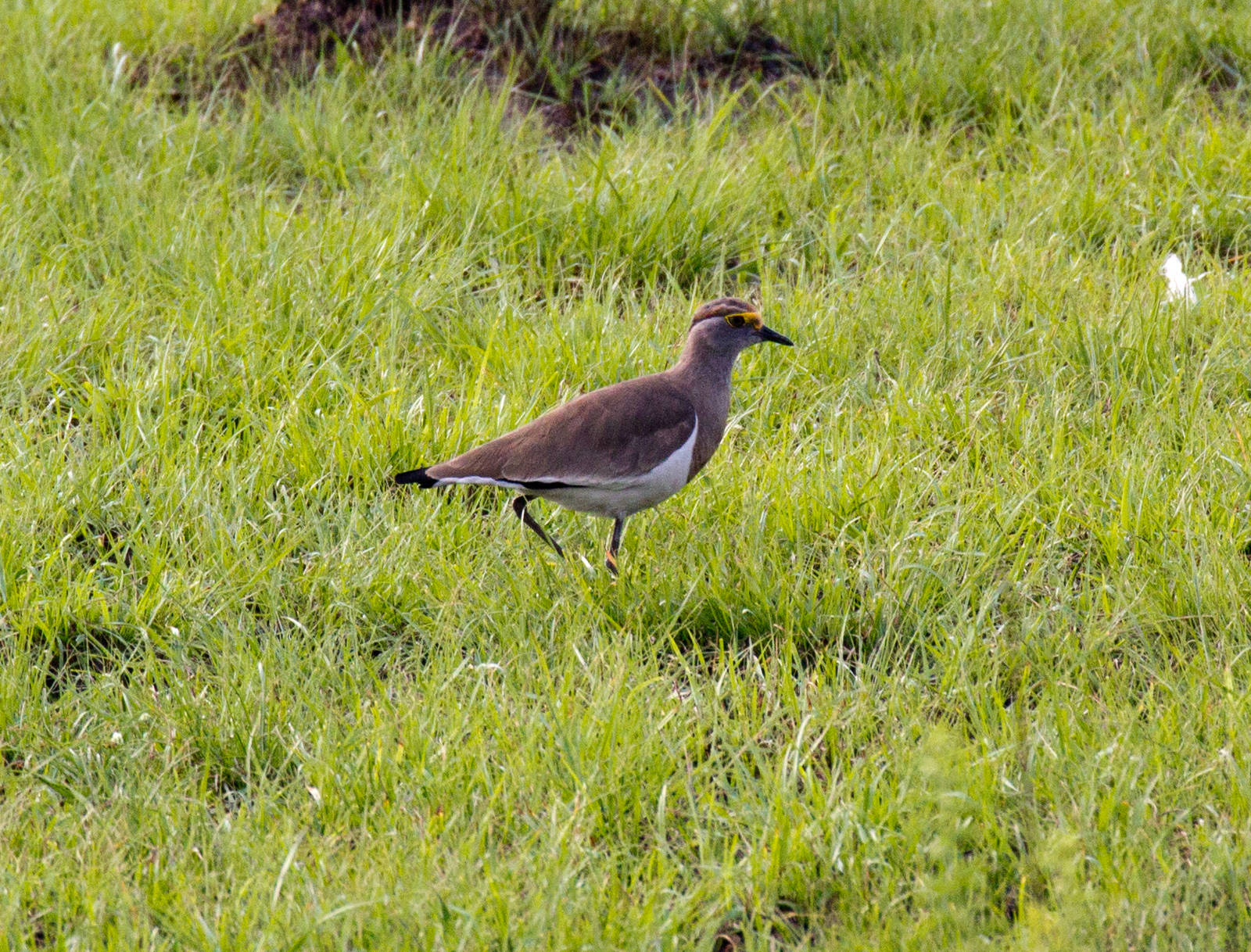 Brown-chested Lapwing