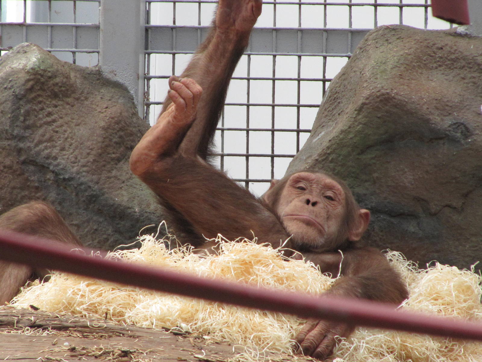 Brown chimpanzee on 06/08/2016