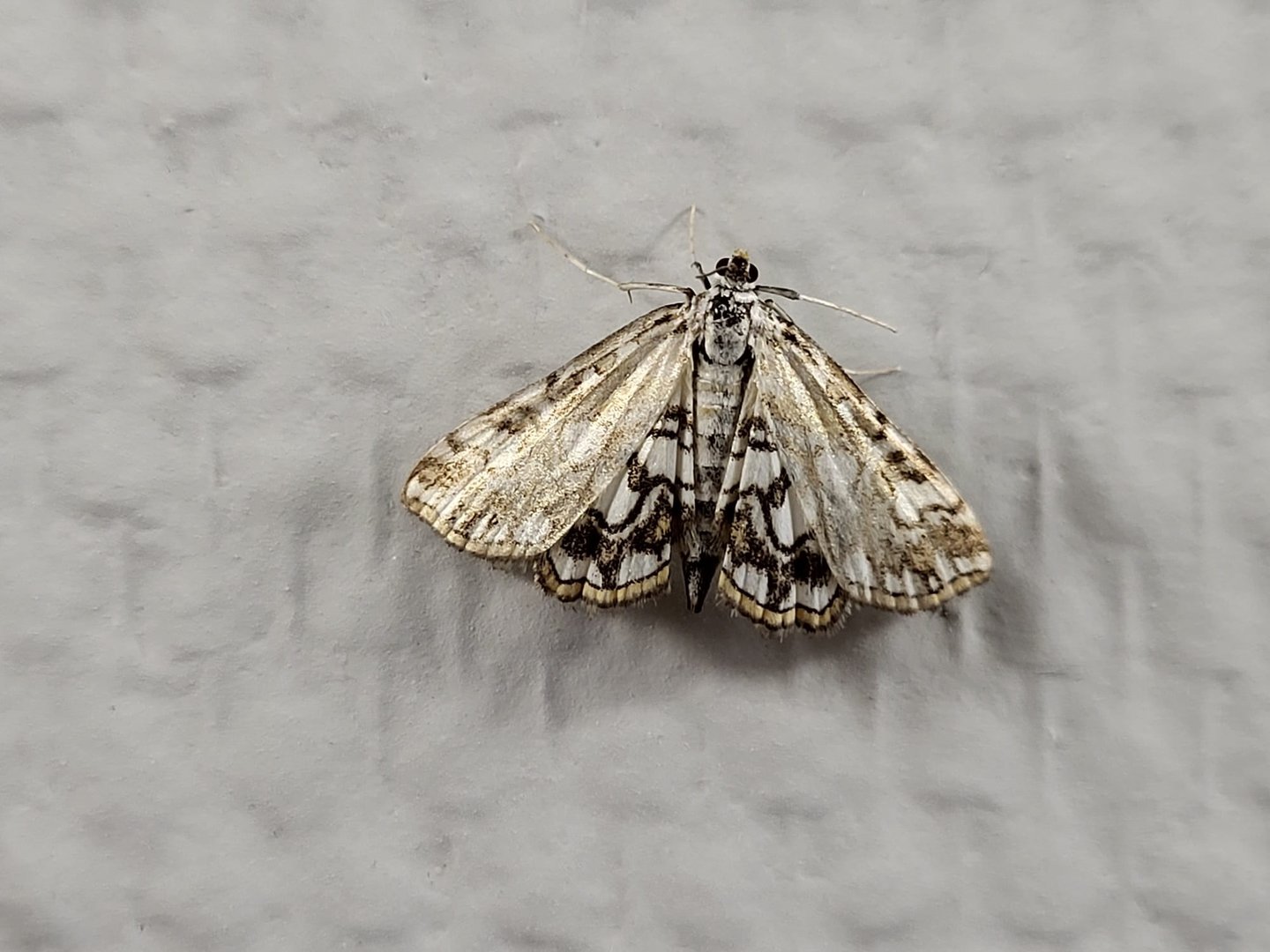 Brown china mark - Elophila nymphaeata