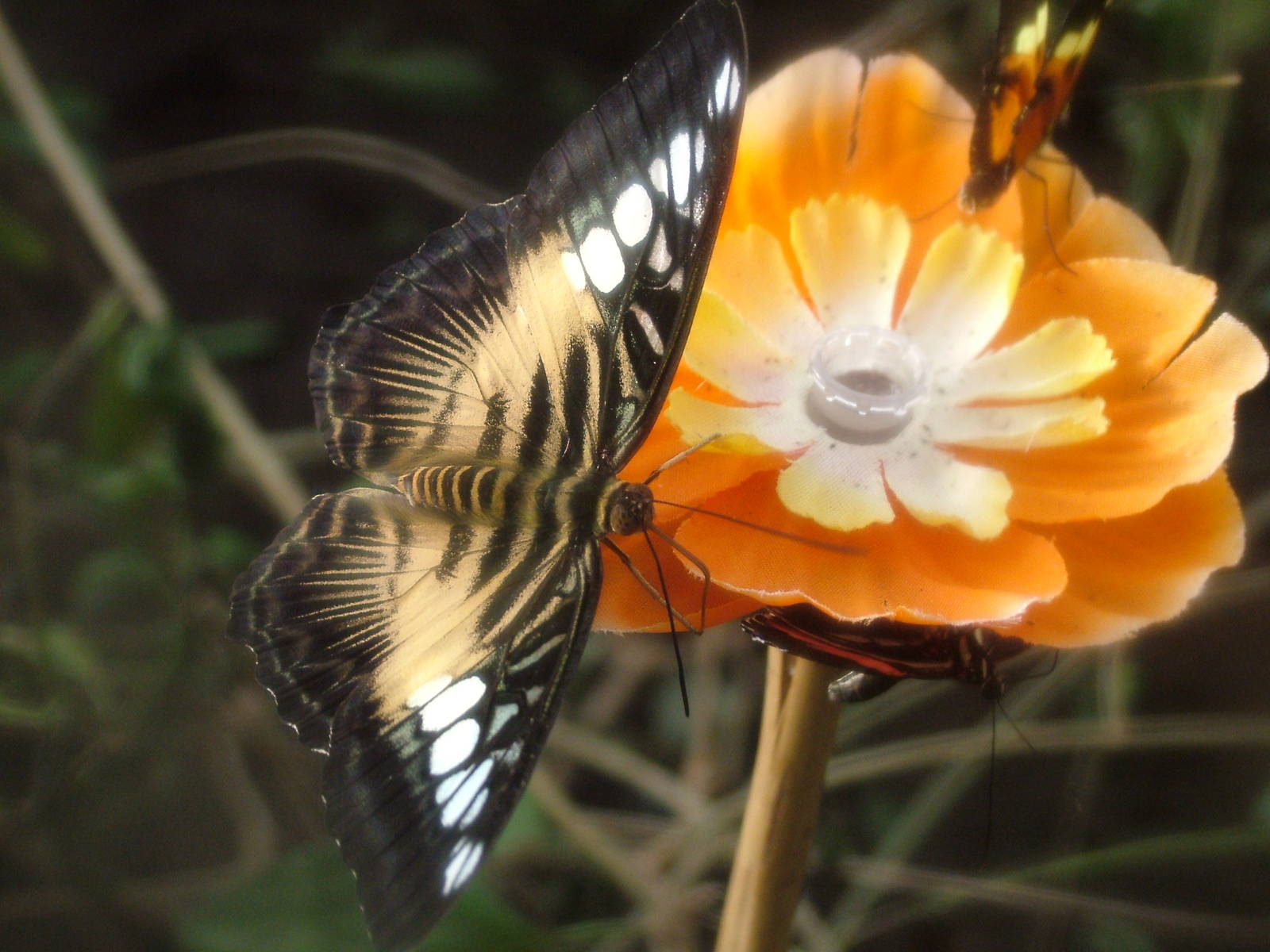 Brown Clipper Butterfly at Chester 06/12/09