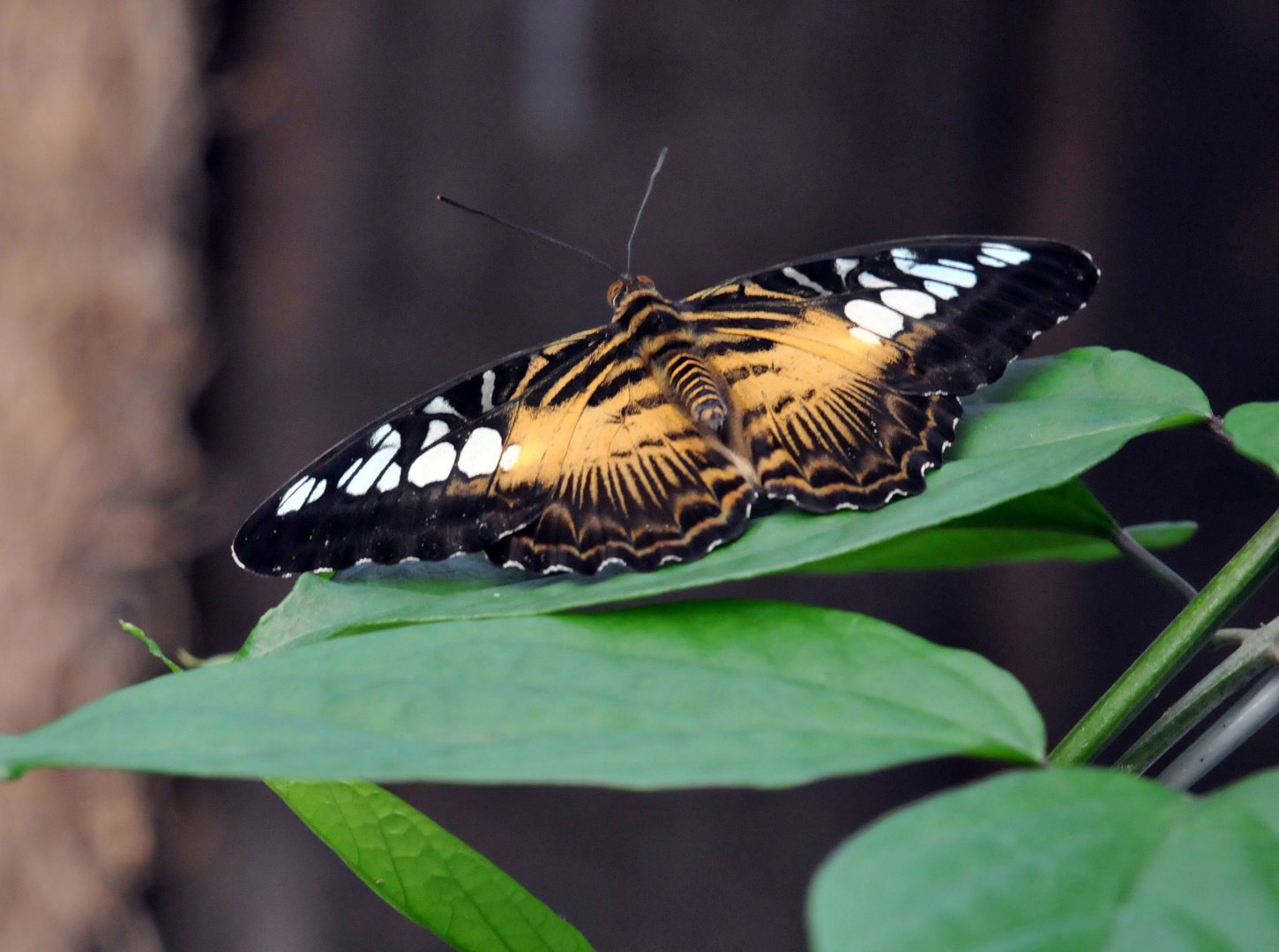Brown clipper butterfly