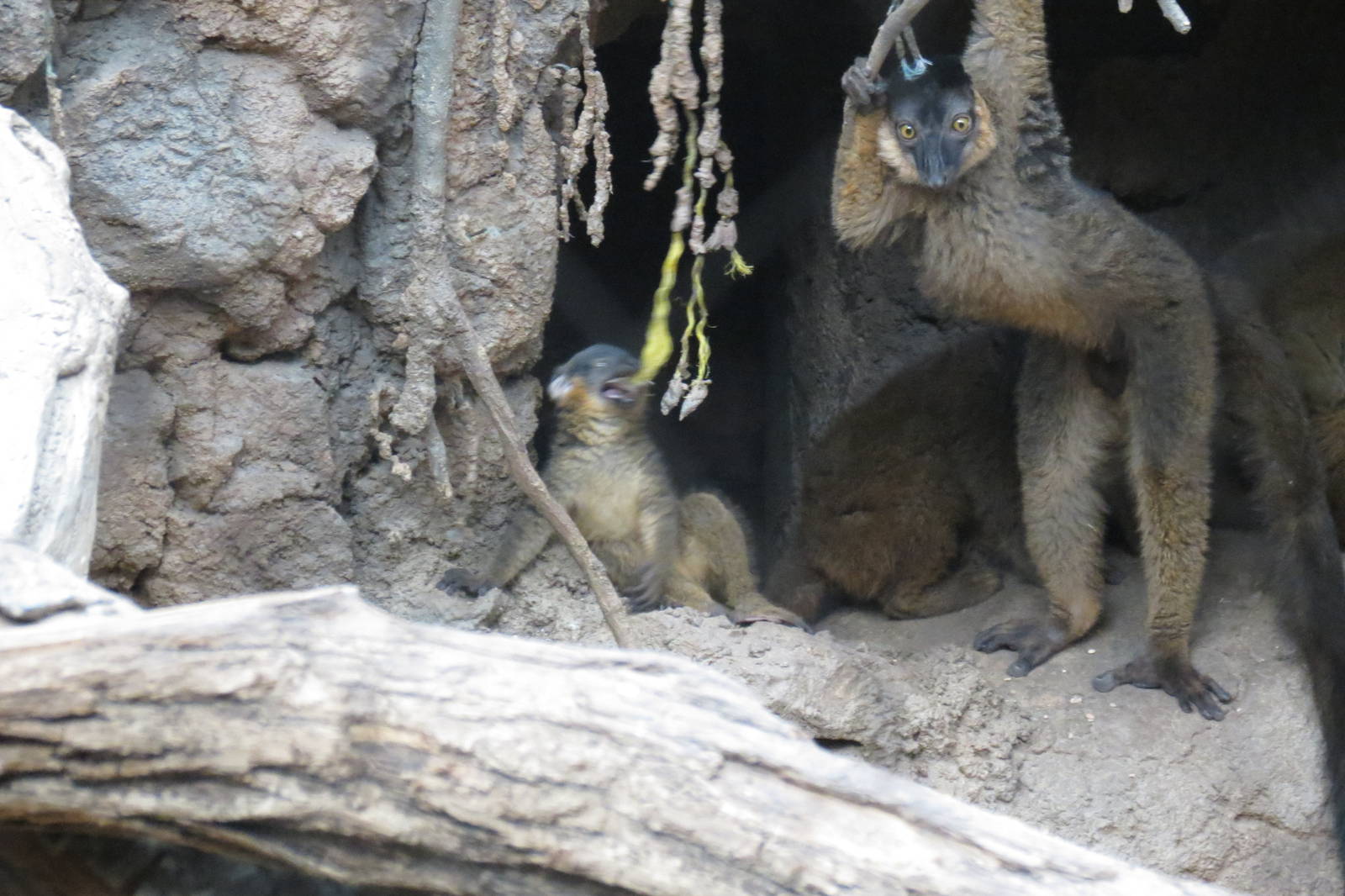 Brown Collared Lemur