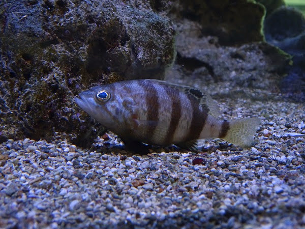 Brown comber (Serranus hepatus)