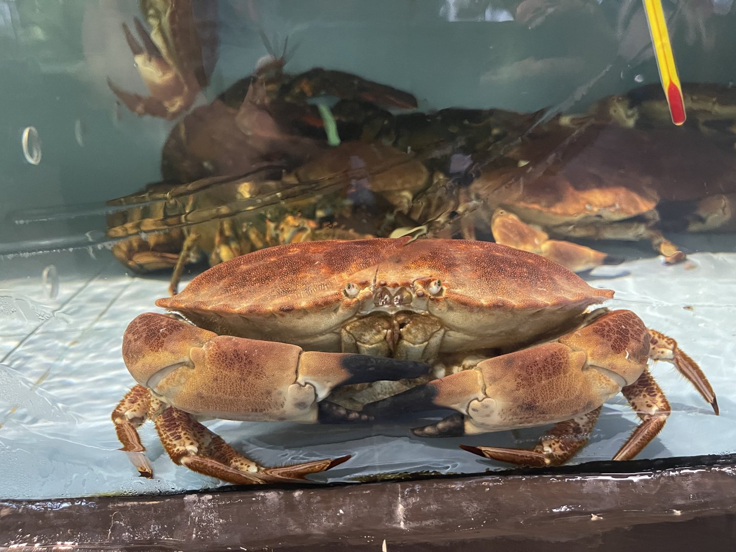 brown crab (cancer pagurus)