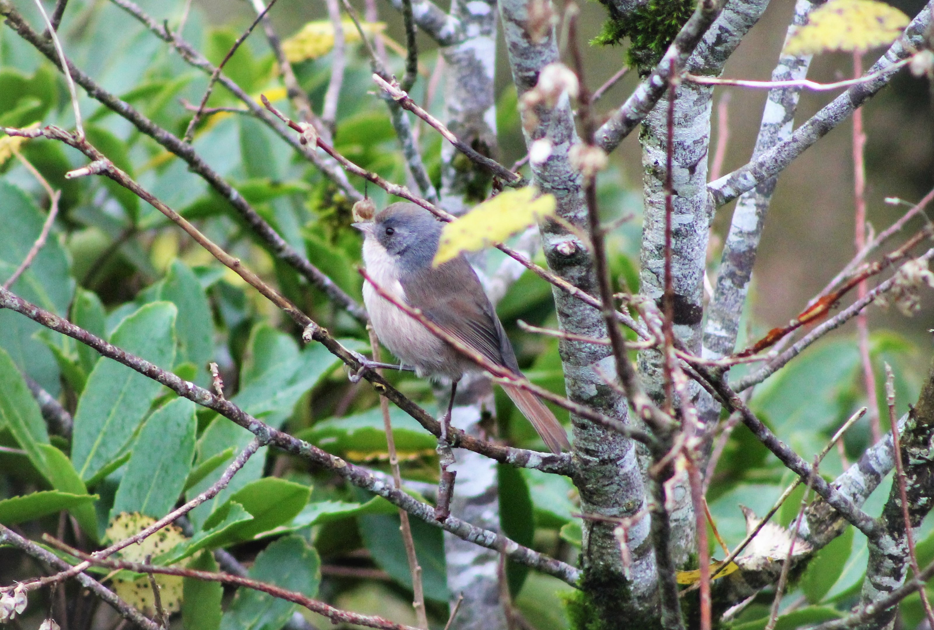 Brown Creeper (Mohoua novaeseelandiae)
