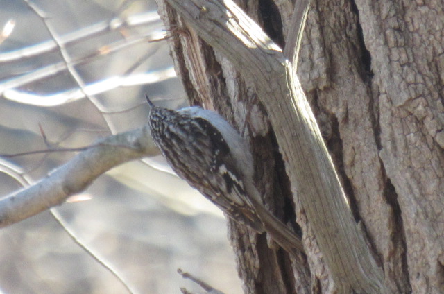 brown creeper