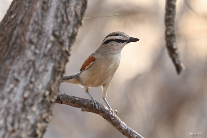 brown-crowned tchagra (Tchagra australis)