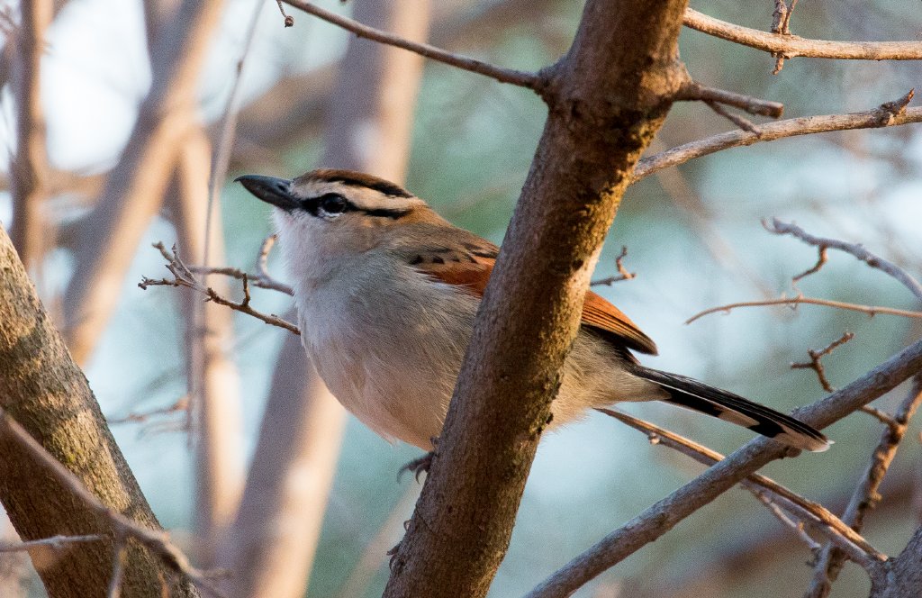 Brown-crowned Tchagra