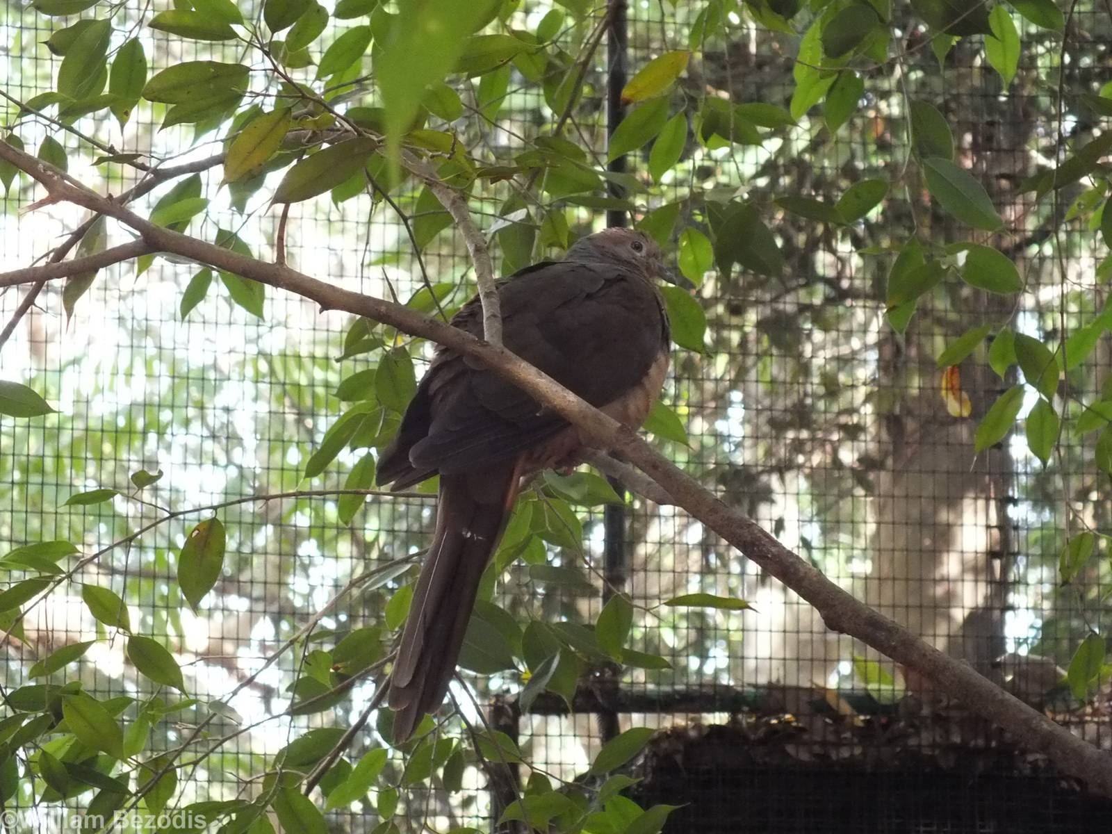 Brown Cuckoo-dove in Walkthrough Aviary