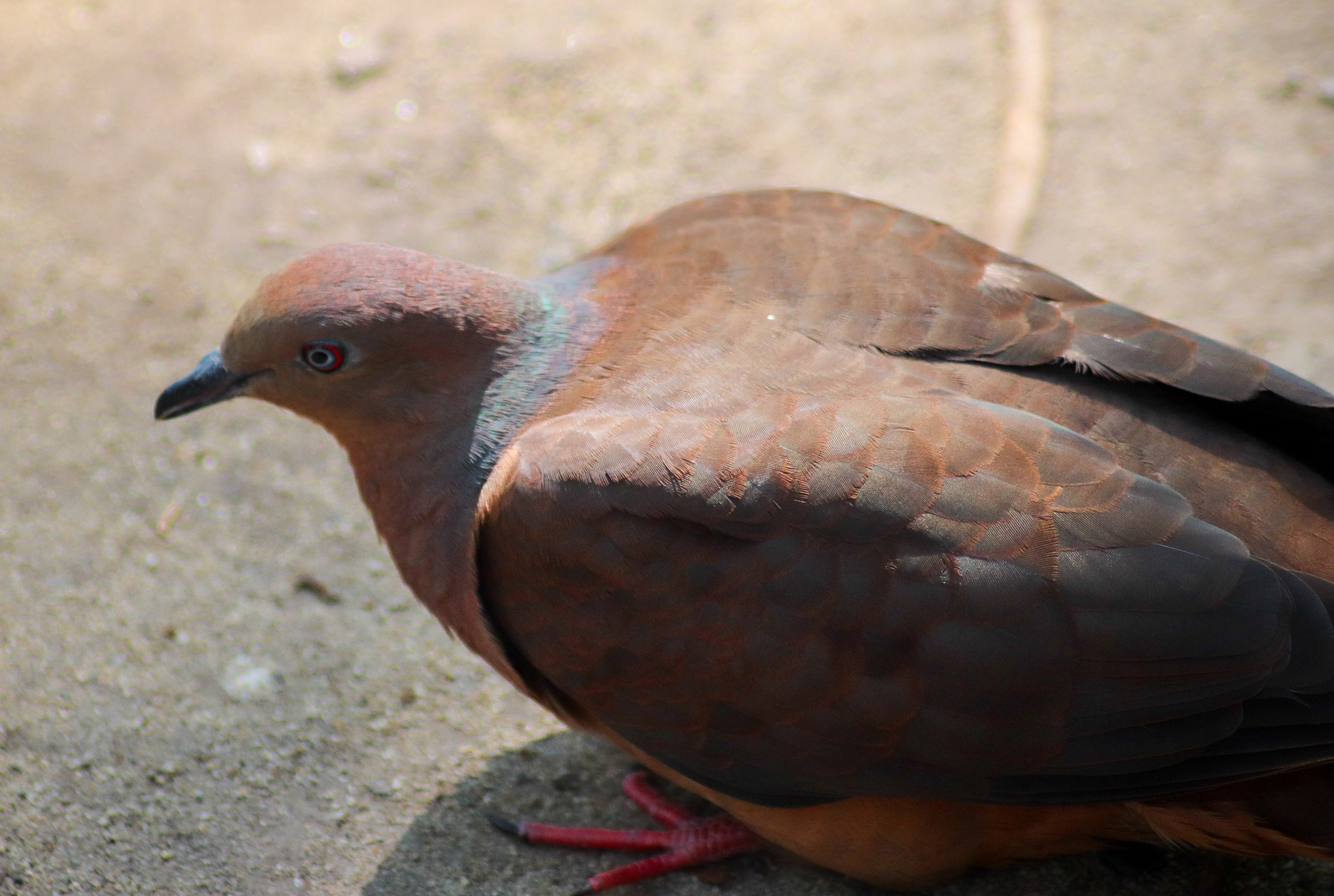 Brown Cuckoo-Dove (Macropygia phasianella) - January 2020