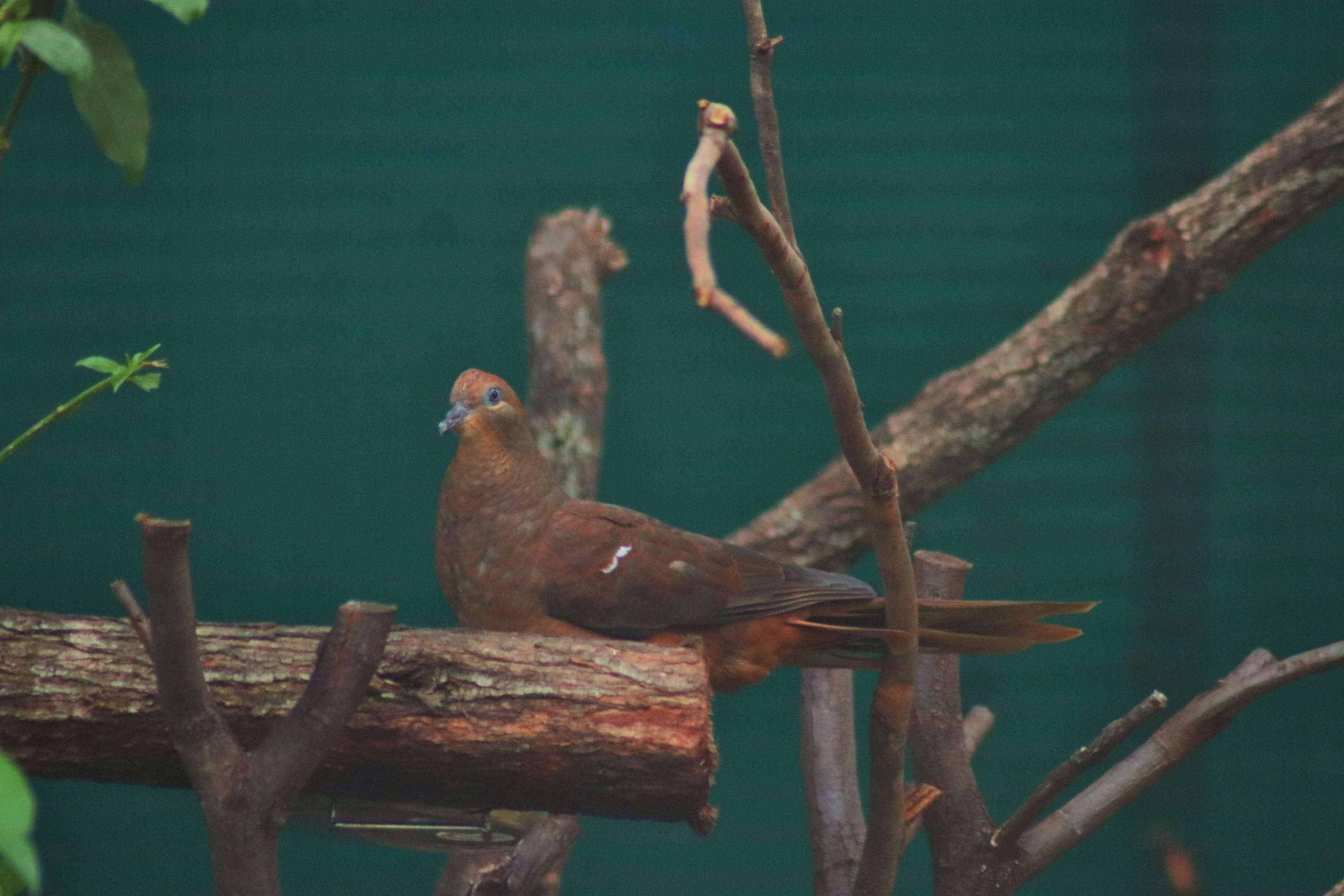 Brown Cuckoo-dove (Macropygia phasianella)