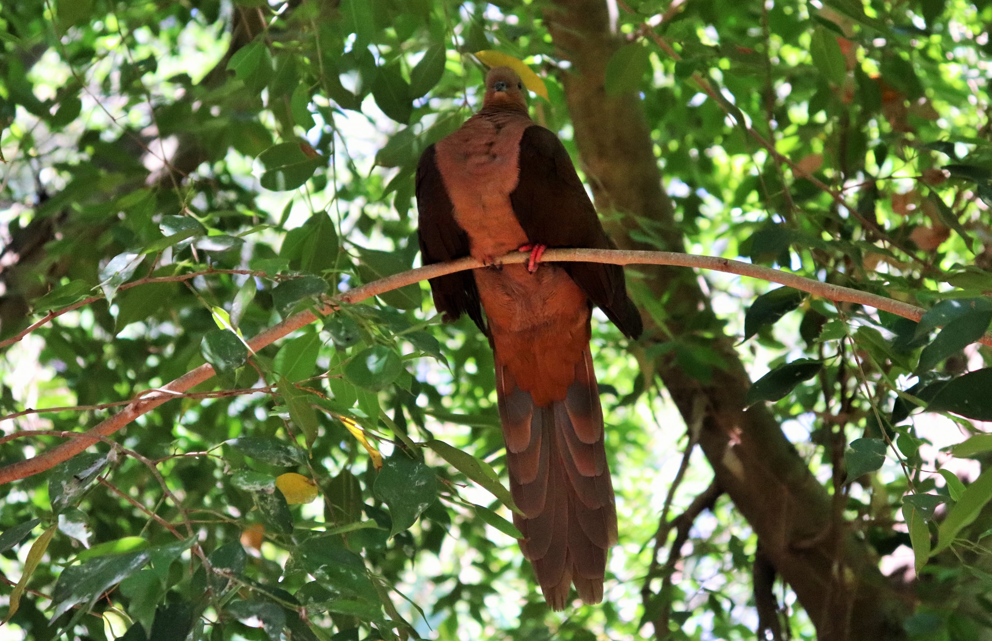 Brown Cuckoo-Dove (Macropygia phasianella)
