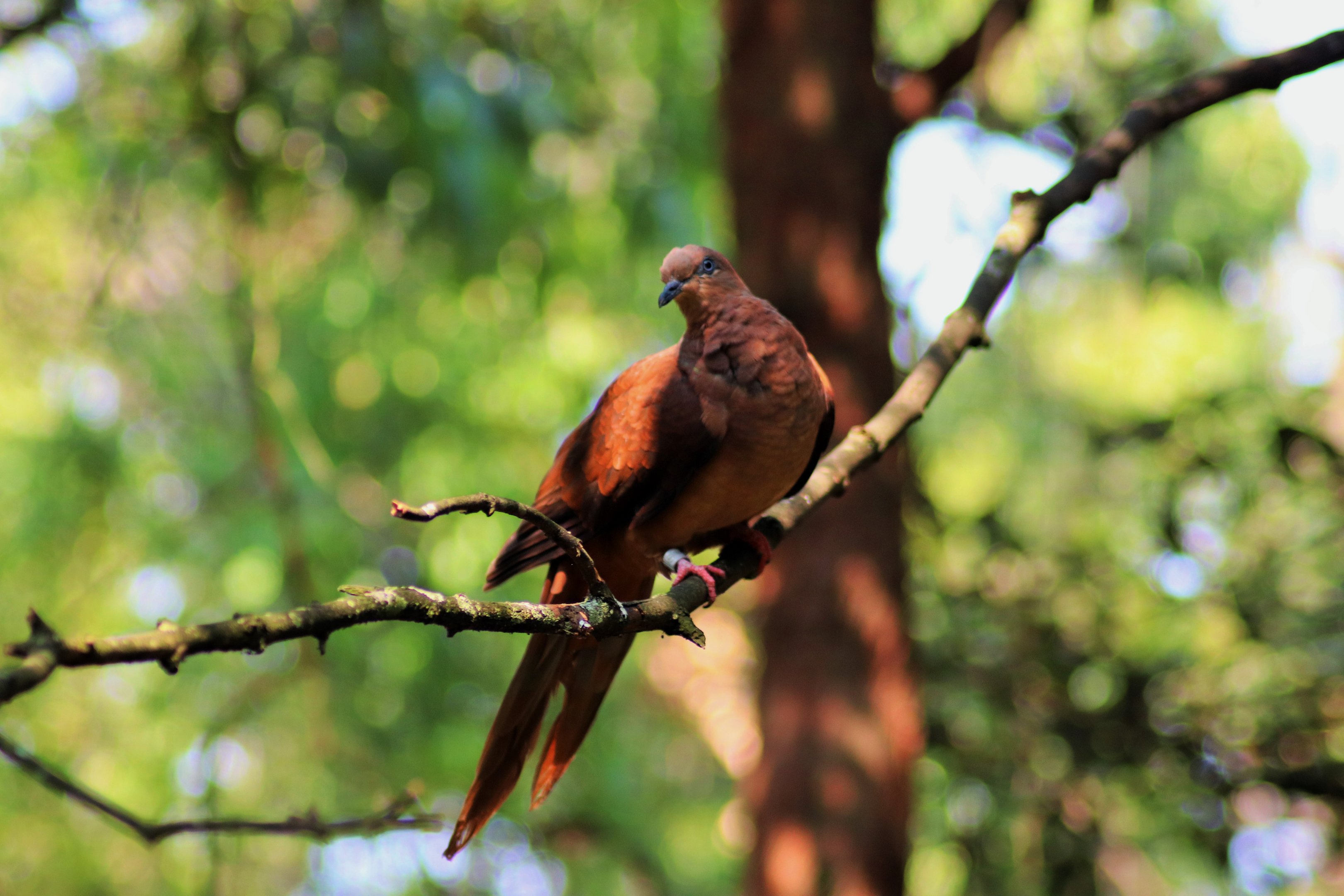 Brown Cuckoo Dove (Macropygia phasianella)