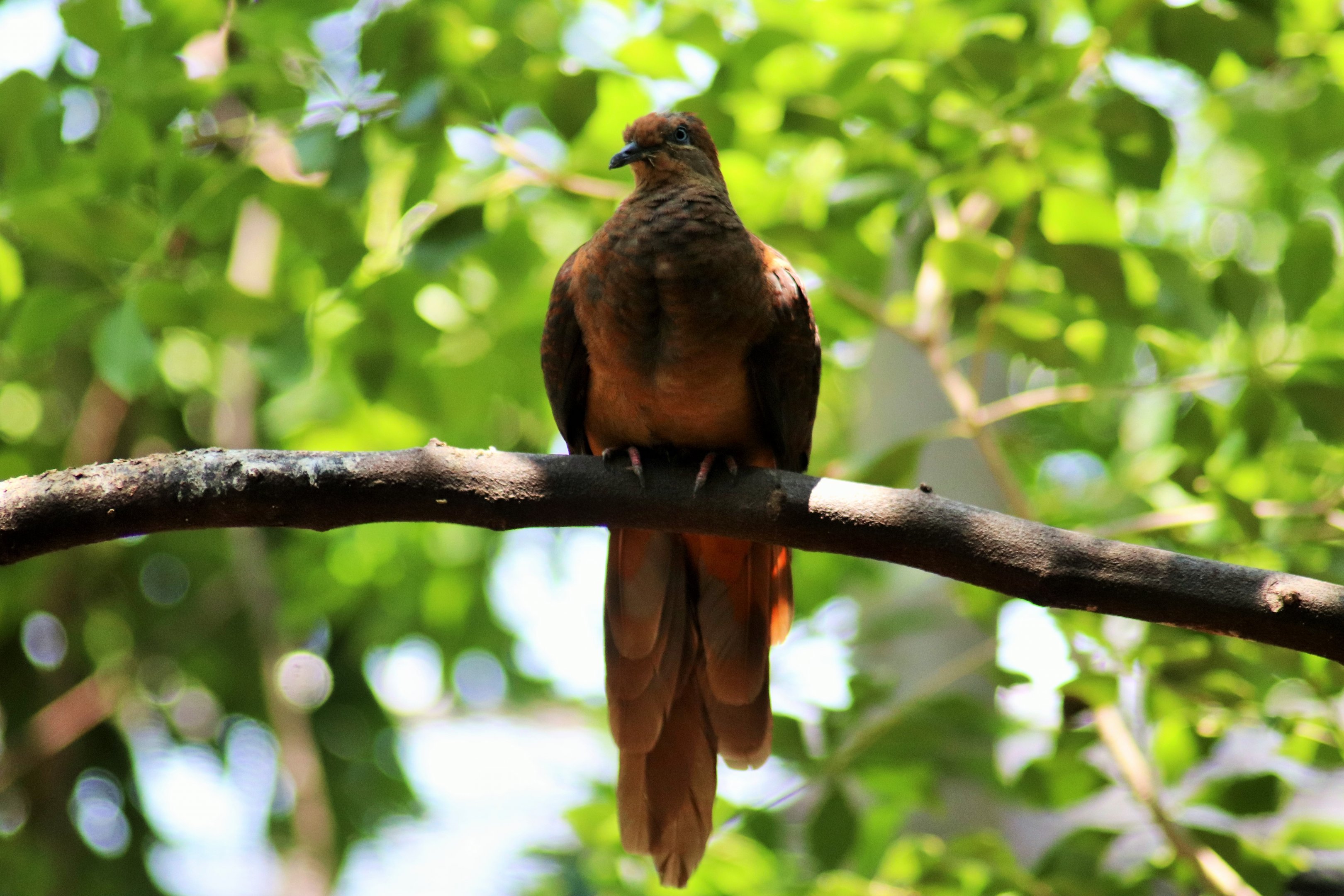 Brown Cuckoo Dove (Macropygia phasianella)