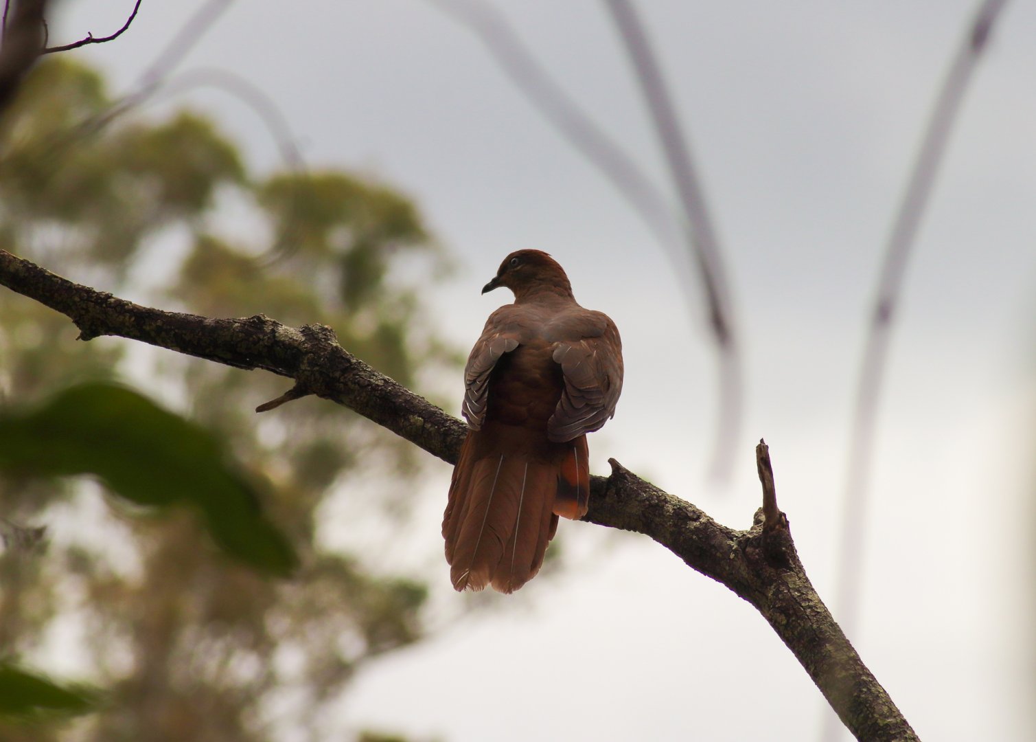 Brown Cuckoo-dove (Macropygia phasianella)