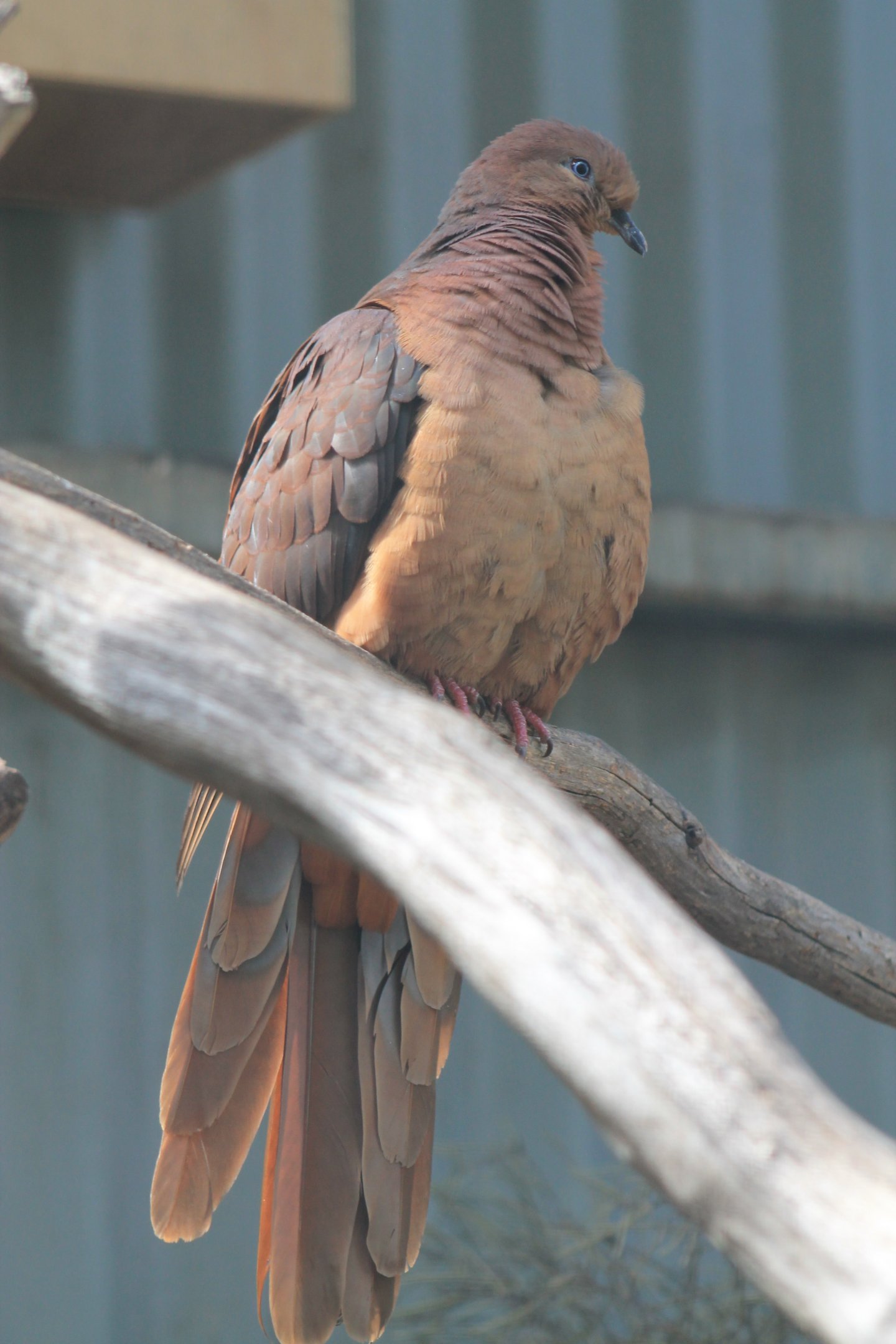 Brown Cuckoo-Dove (Macropygia phasianella)
